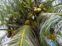 Lots of Coconuts