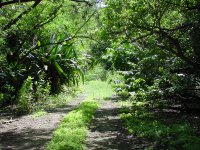 Trail